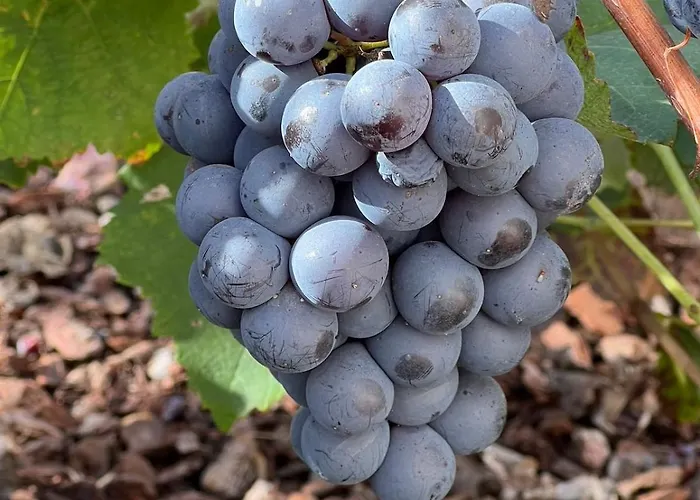 Stunning In - Near Golf & ヴィラ